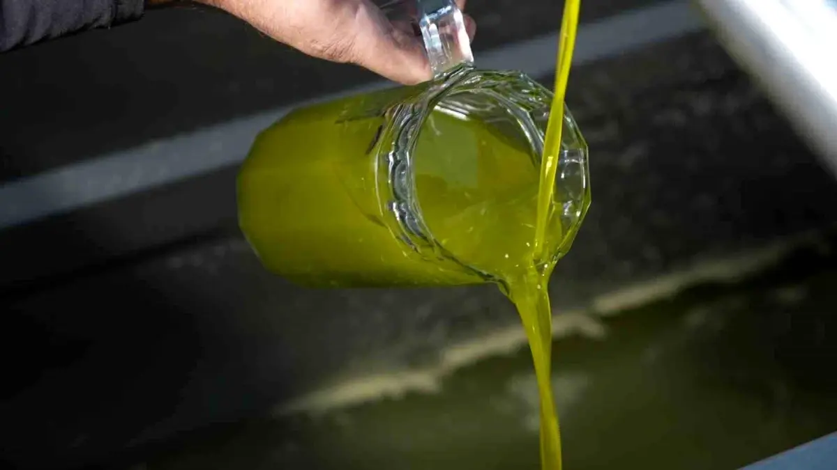 Ayvalık Zeytinyağı Taklitleri Üreticiyi Zorluyor