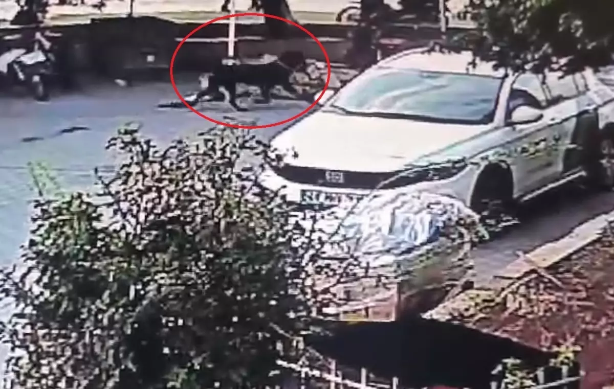 Mersin\'de Rottweiler Saldırısı