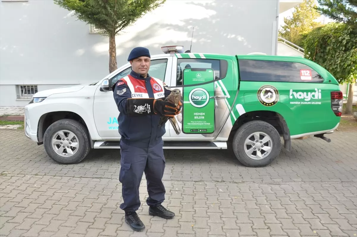 Yaralı Kızıl Şahin Koruma Altına Alındı