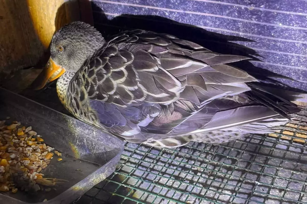 Bir fotoğraf ortalığı karıştırdı: Kaz mı, ördek mi tartışması büyüyor