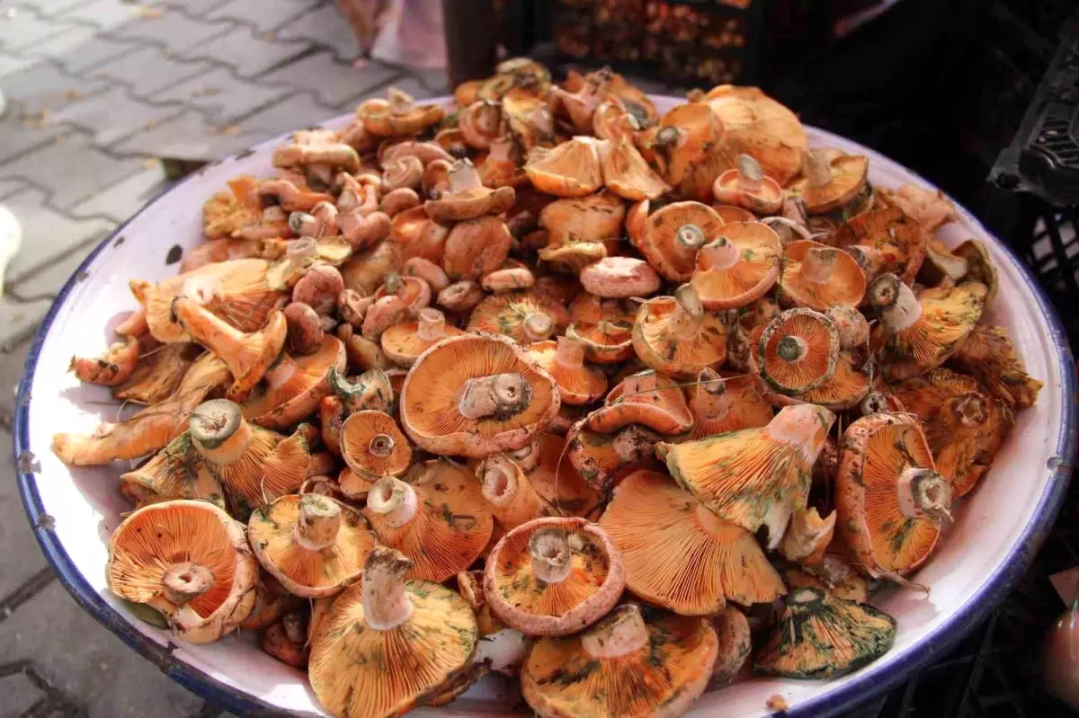 Menteşe\'de Çıntar Mevsimi Başladı