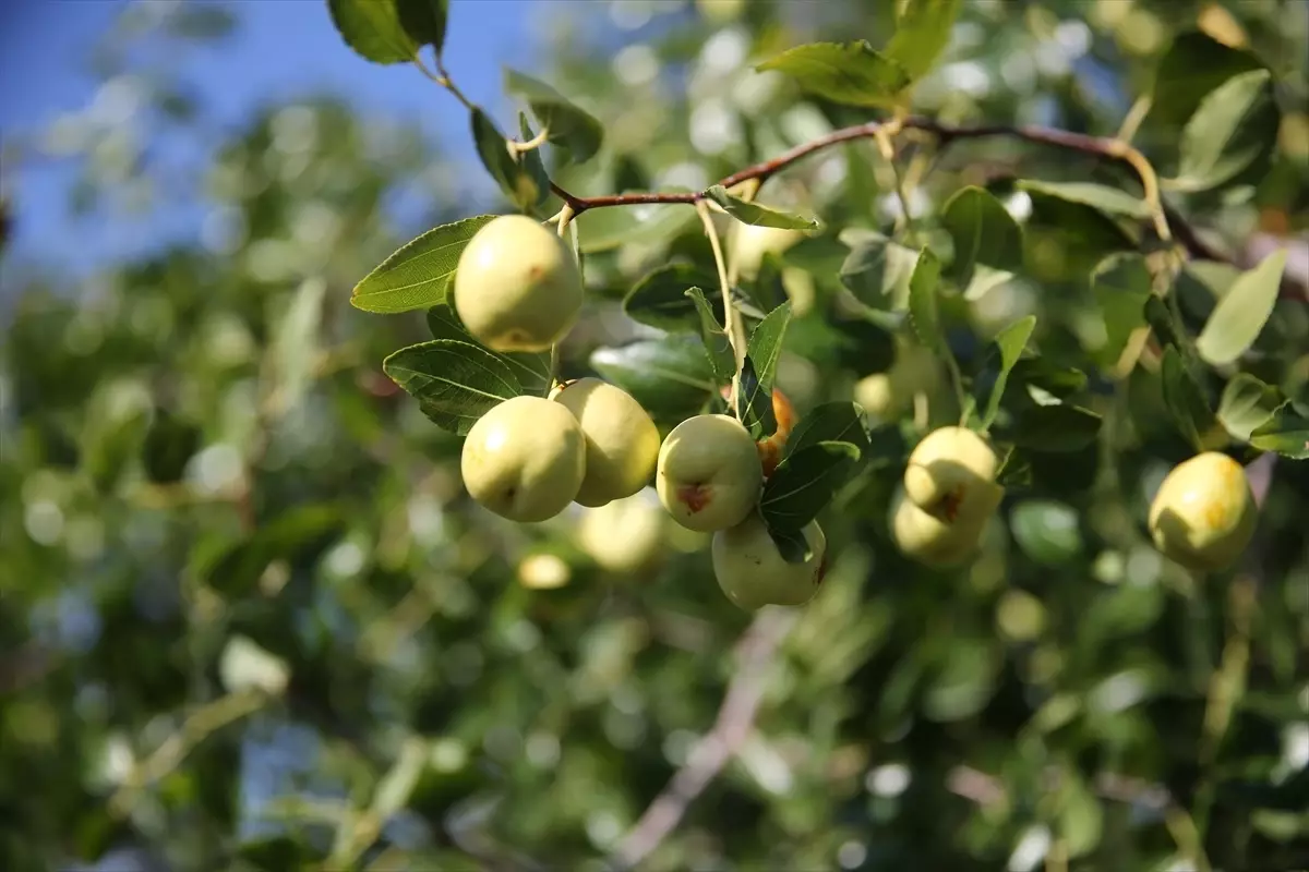 Edirne\'de Hünnap Üretimi Artıyor