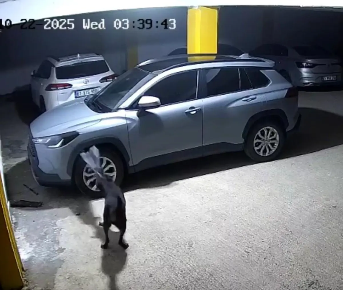 Kediyi Kovalayan Köpekler Aracı Hasar Verdi