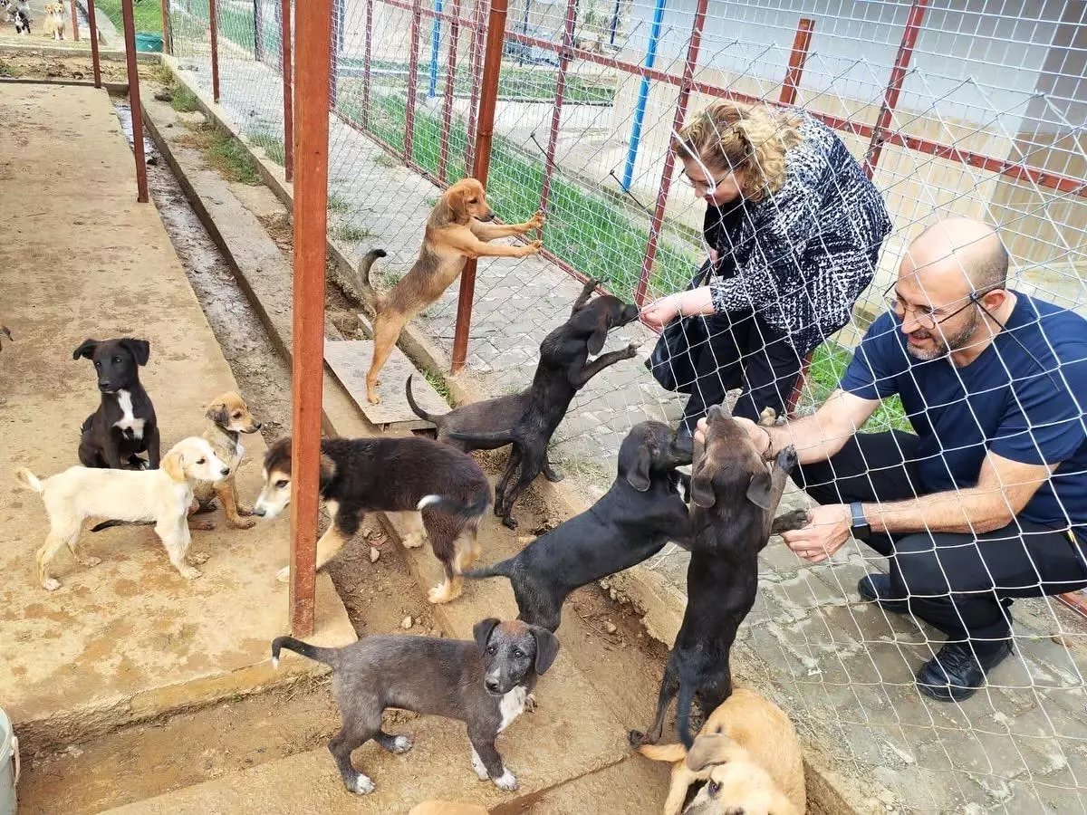Germencik\'te Sokak Hayvanları Rehabilitasyon Merkezi Açılıyor