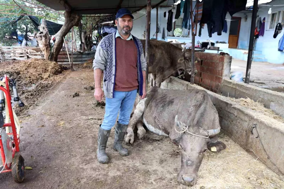 Aydın\'da Sel Felaketi: Hayvanlar Sele Kapıldı