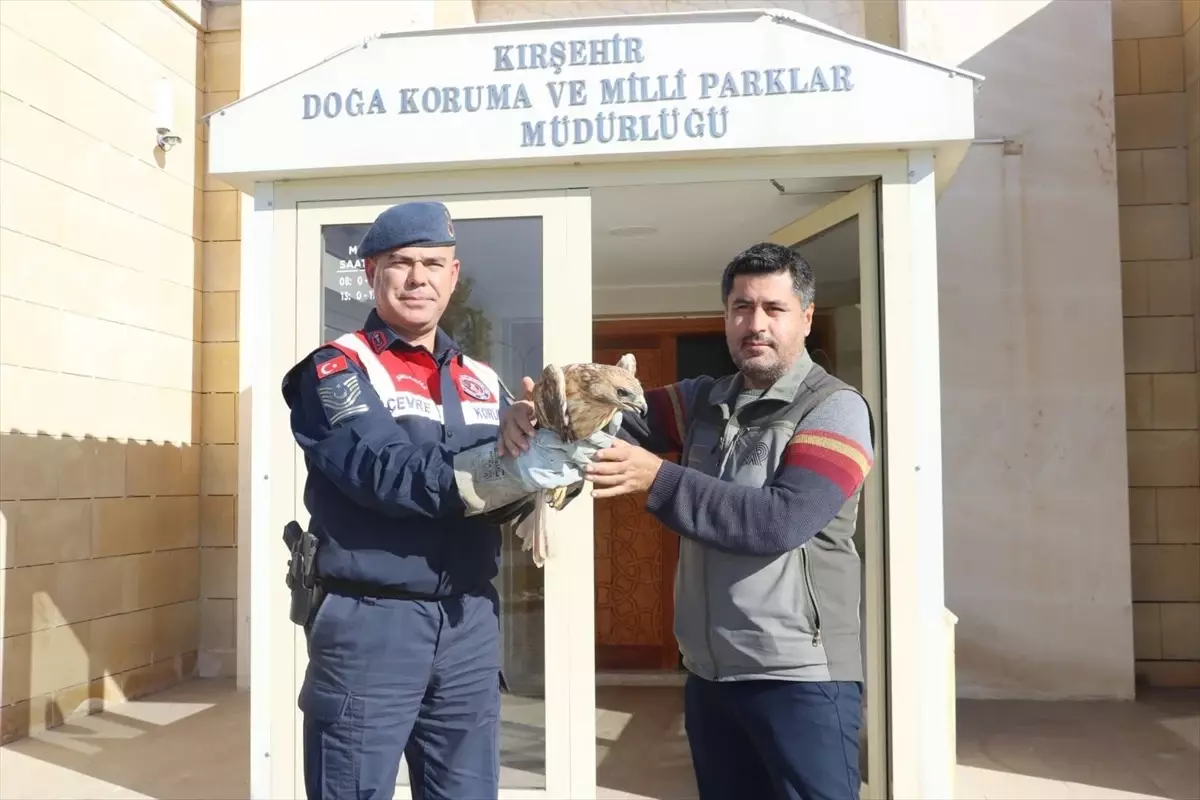Yaralı Kızıl Şahin Tedavi Altına Alındı