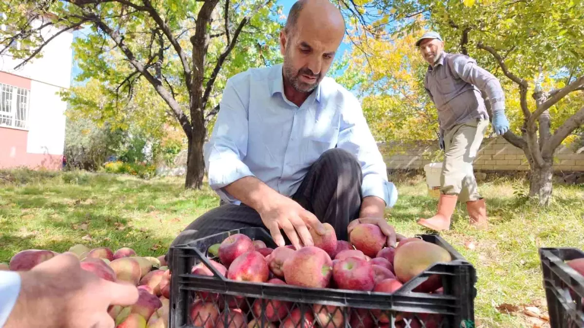 Erciş\'te Kışlık Elma Hasadı Başladı