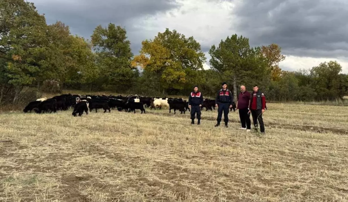 Kayıp Hayvanlar Jandarma Tarafından Bulundu