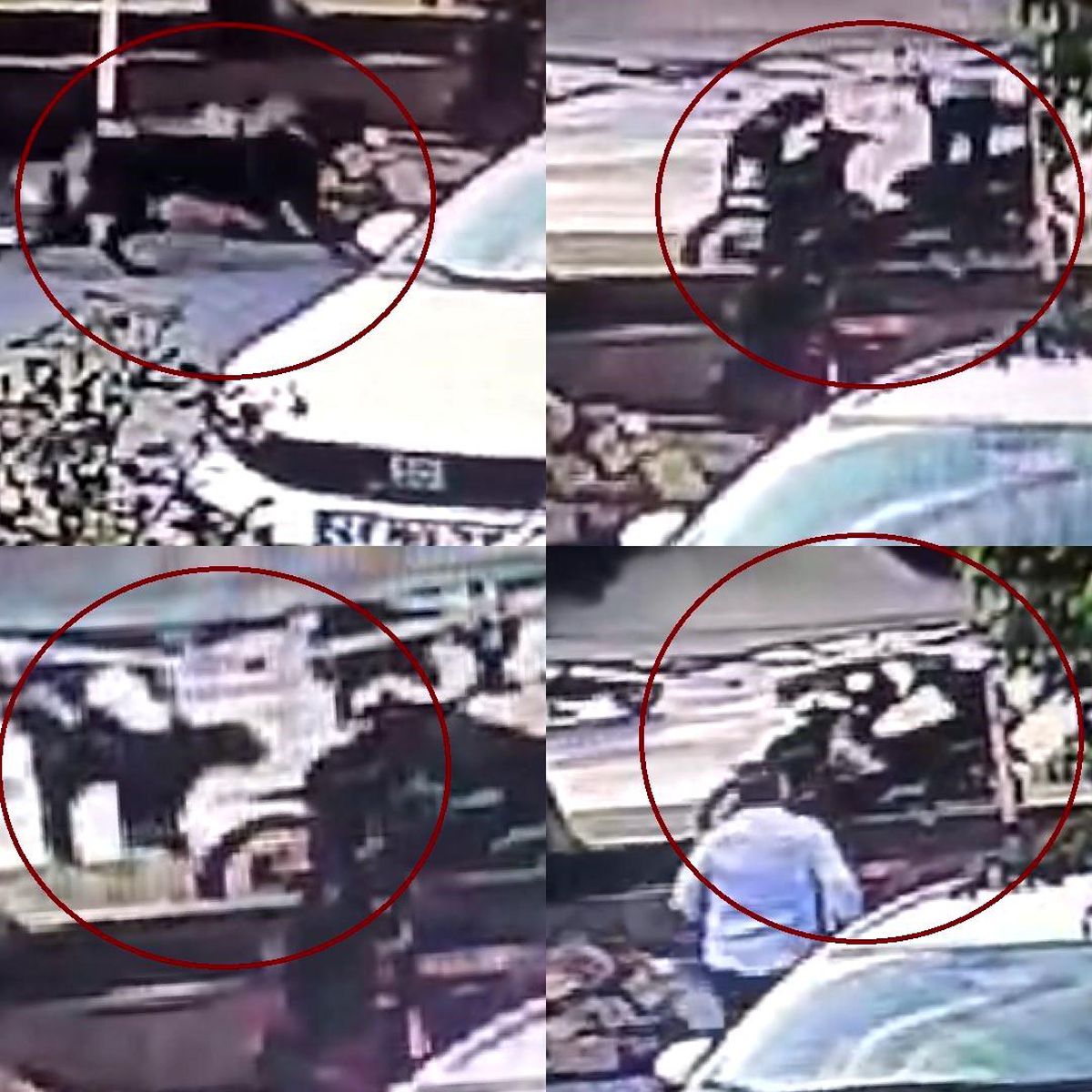 Mersin\'de Ağızlıksız Rottweiler\'ın Saldırısı Kamerada
