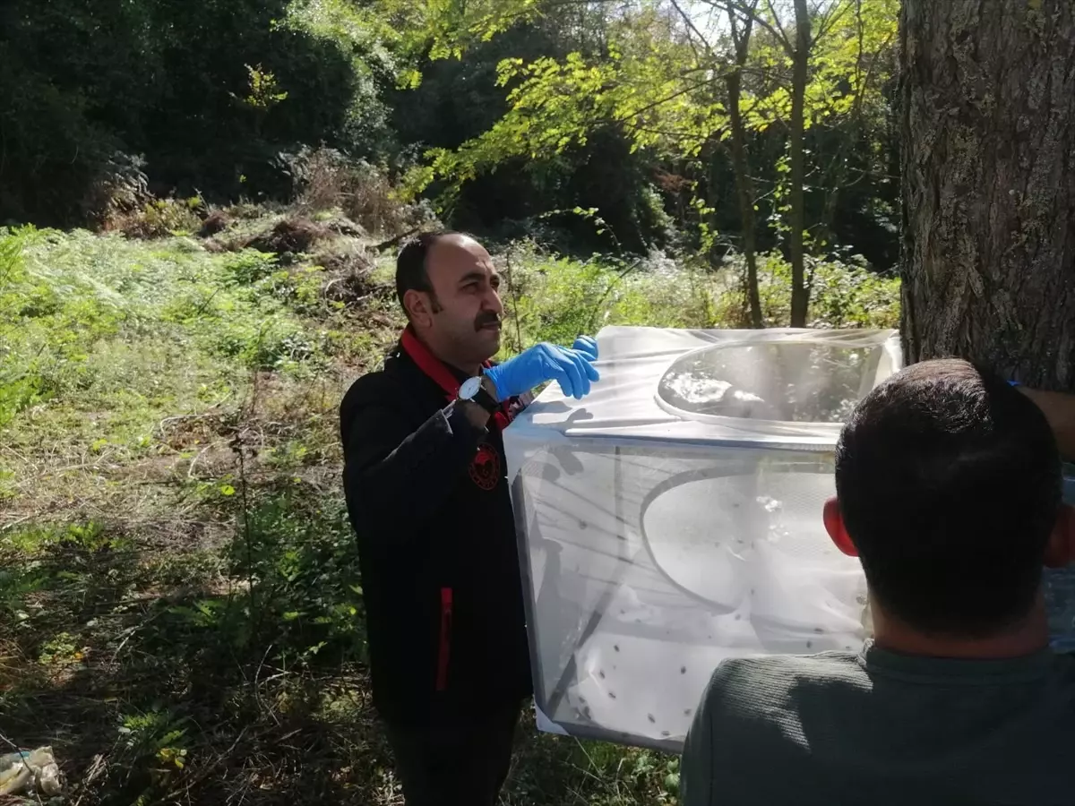 Kahverengi Kokarcalara Karşı Mücadele