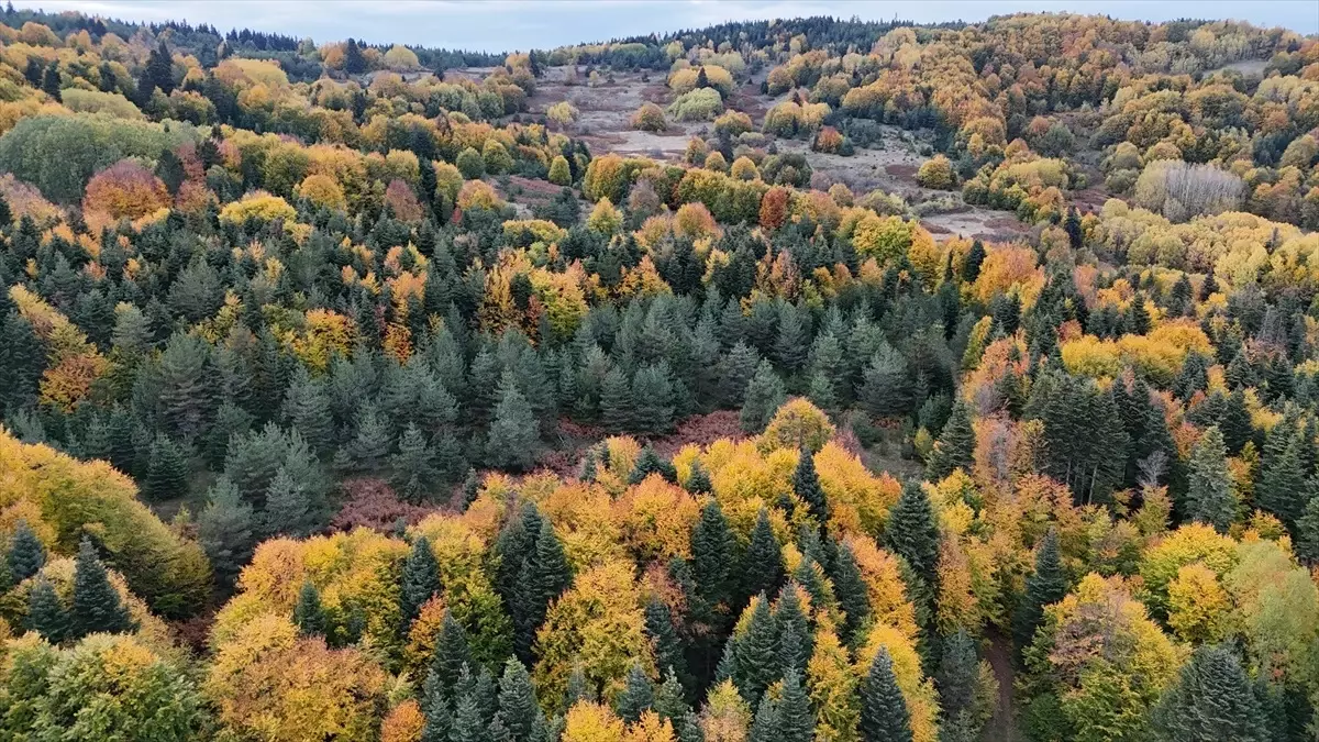 Sonbahar Renkleri Gerze\'de Parlıyor