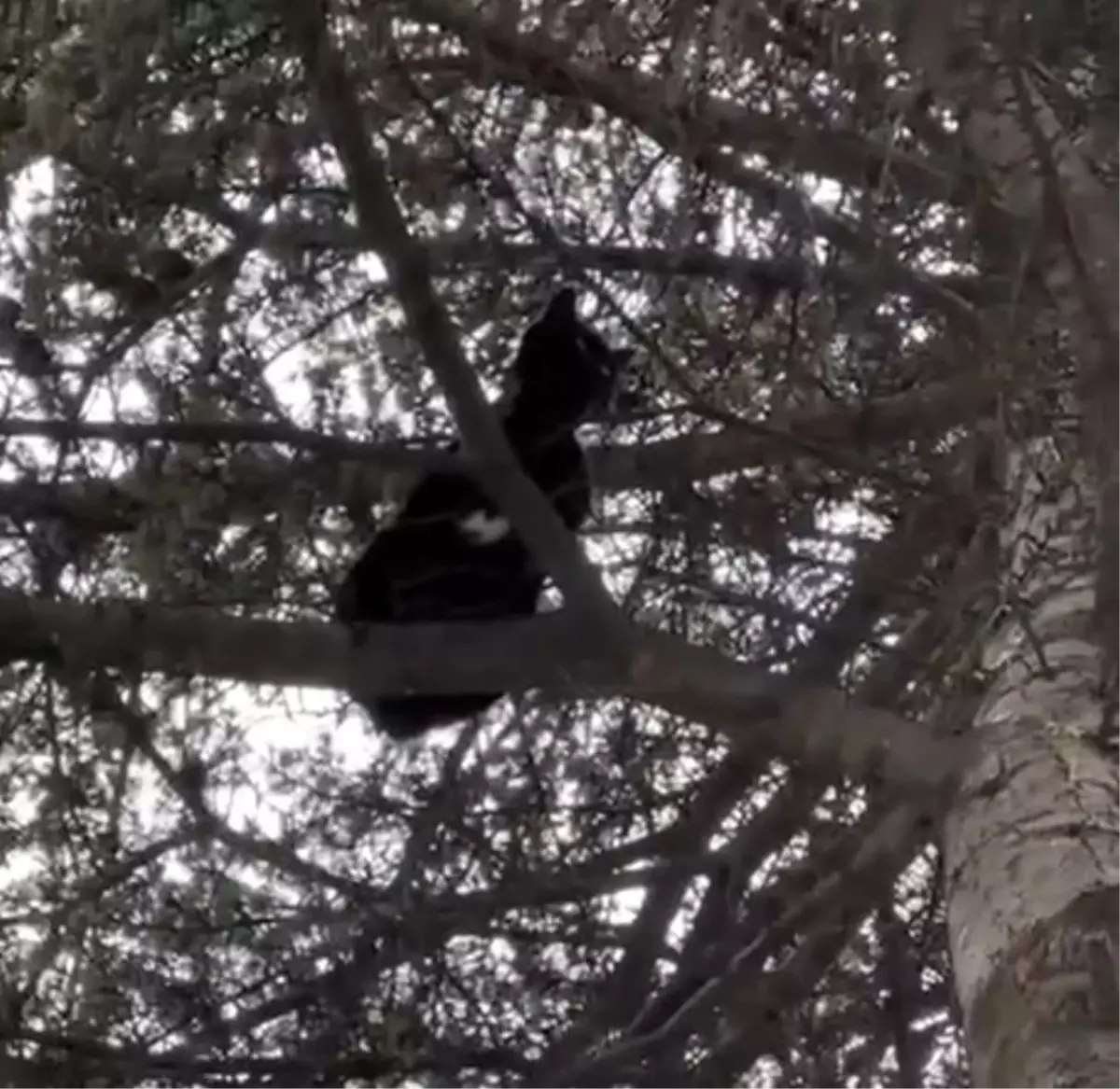 Mahsur Kedi İtfaiye Tarafından Kurtarıldı