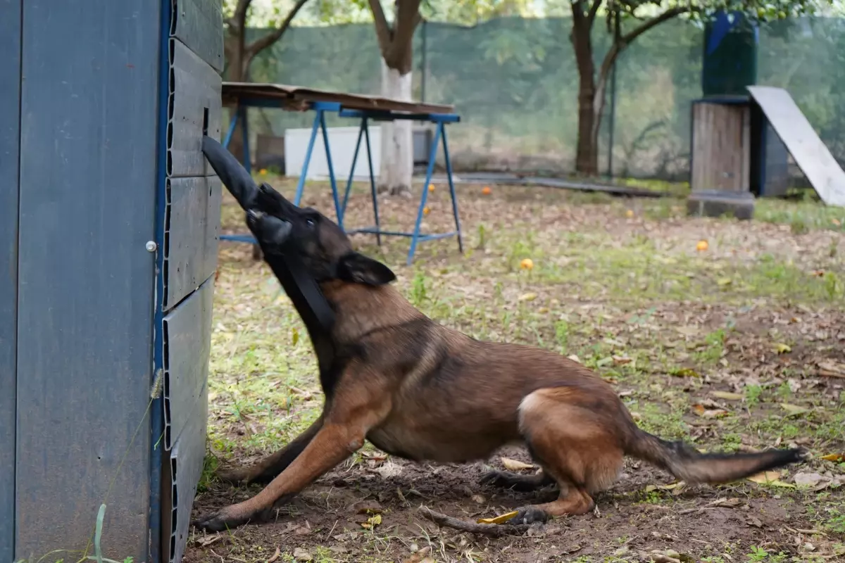 Antalya\'nın İlk Enkaz Kurtarma Köpeği: Tina