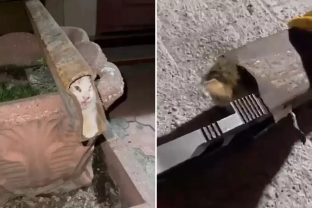 Demir profile sıkışan kedi böyle kurtarıldı