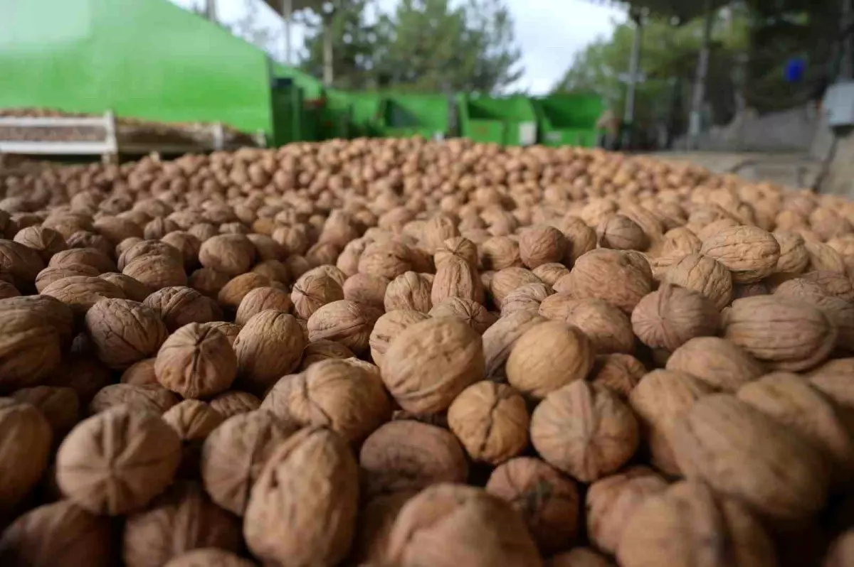 Denizli\'de Ceviz Hasadı Başladı