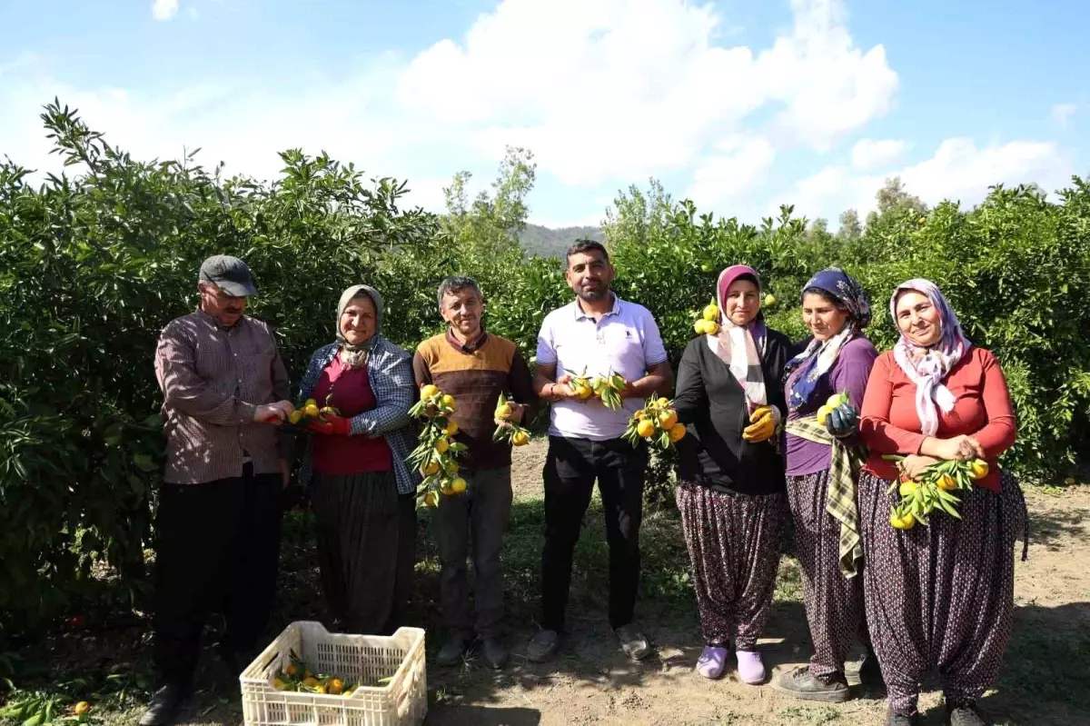 Mandalina tarlada tek haneye düştü, marketten 70 liraya alıyoruz