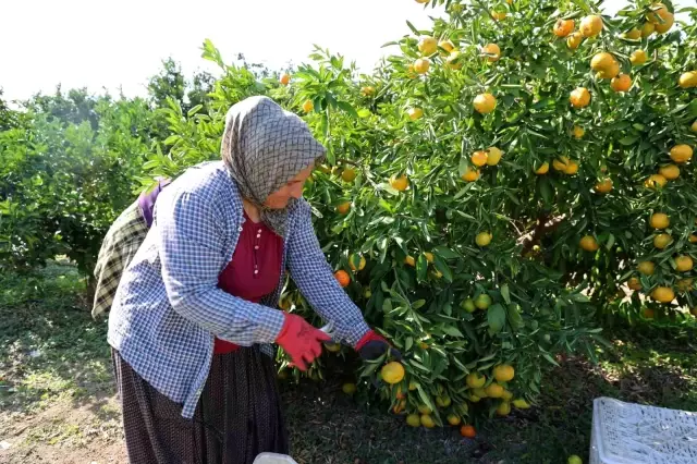 Mandalina tarlada tek haneye düştü, biz 70 liraya alıyoruz Mandalina tarlada tek haneye düştü, biz 70 liraya alıyoruz