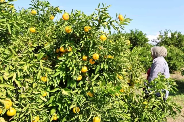 Mandalina tarlada tek haneye düştü, biz 70 liraya alıyoruz Mandalina tarlada tek haneye düştü, biz 70 liraya alıyoruz