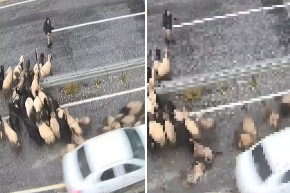 Hızını alamayan araç koyun sürüsüne daldı