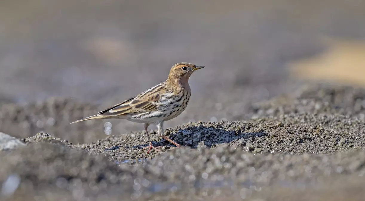 Diyarbakır\'da Kızıl Gerdanlı İncir Kuşu Tespit Edildi