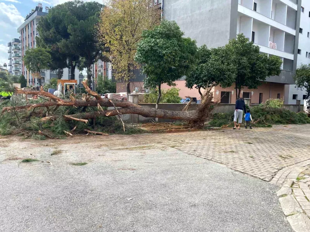 Kuruyan çam ağacı ağırlığa dayanamayarak yol devrildi