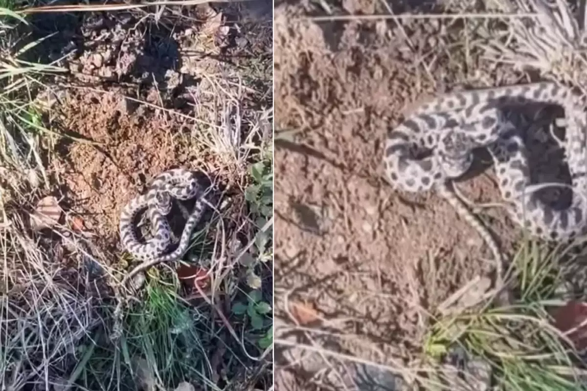 Mantar toplarken dünyanın en zehirli yılanıyla burun buruna geldi