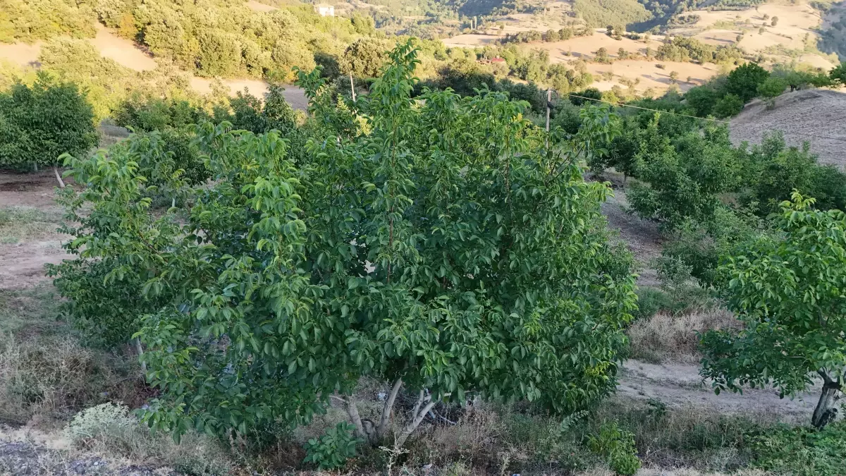 Tokat\'ta Don Felaketi: Ceviz Üretimi %99 Azaldı