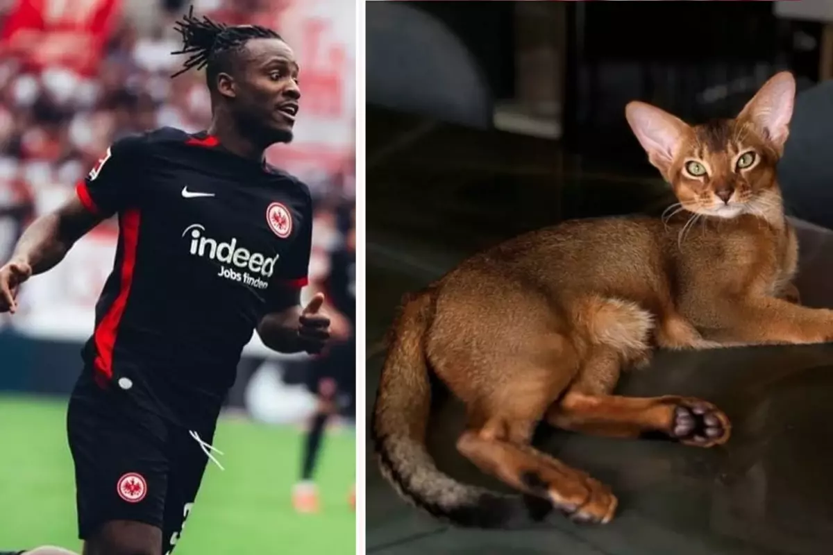 Tüm ülke Batshuayi\'nin kedisi için tek yürek oldu