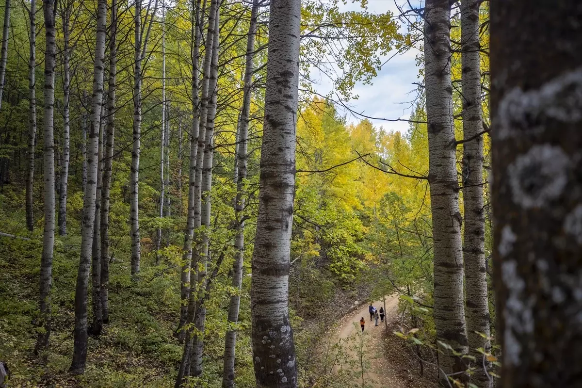 Tunceli Ormanları Sonbahar Renklerine Büründü