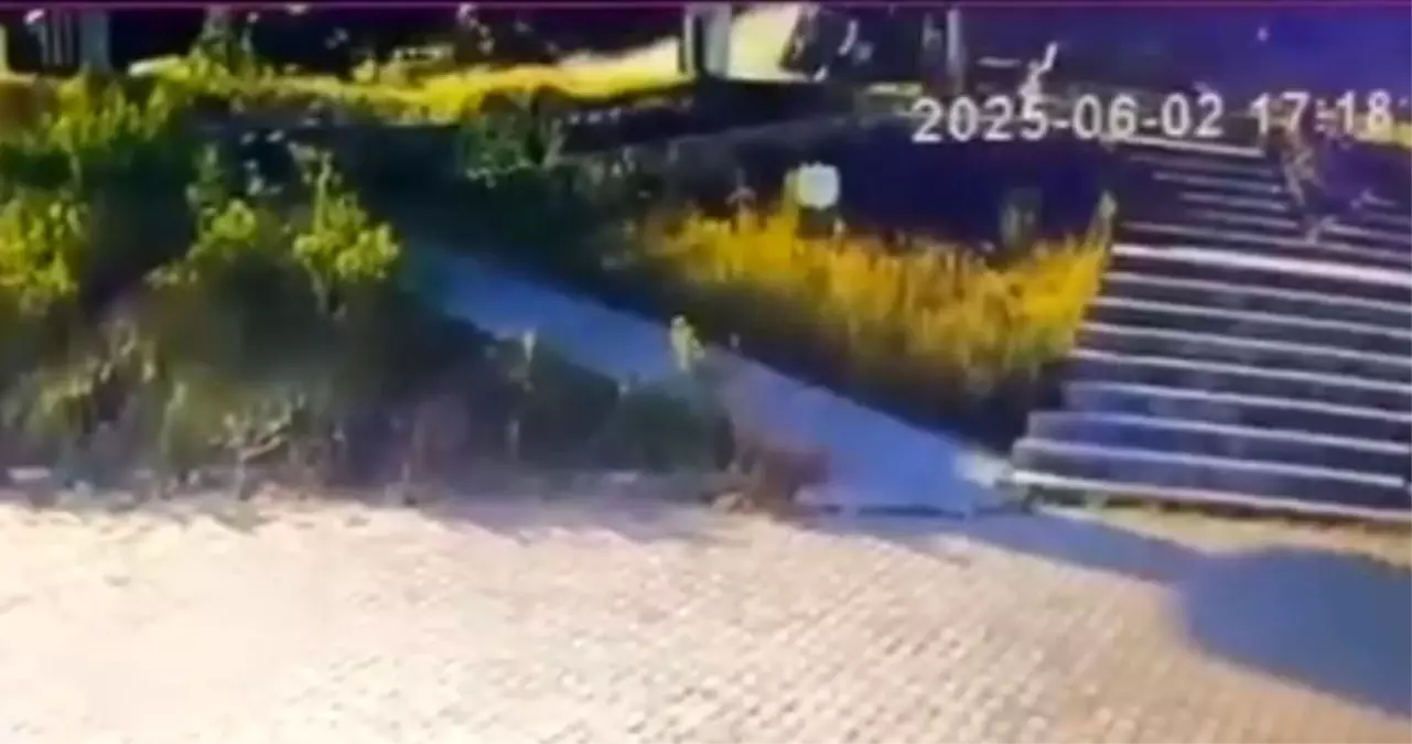 Ehliyetsiz Sürücü Tahliye Edildi, Aile Tepki Gösterdi