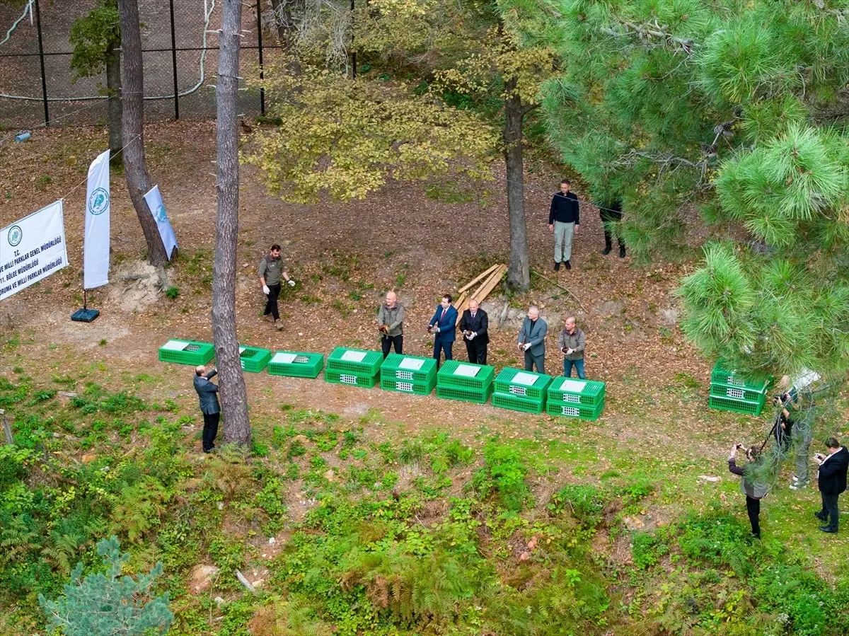 Ünye\'de 200 Sülün Doğaya Bırakıldı