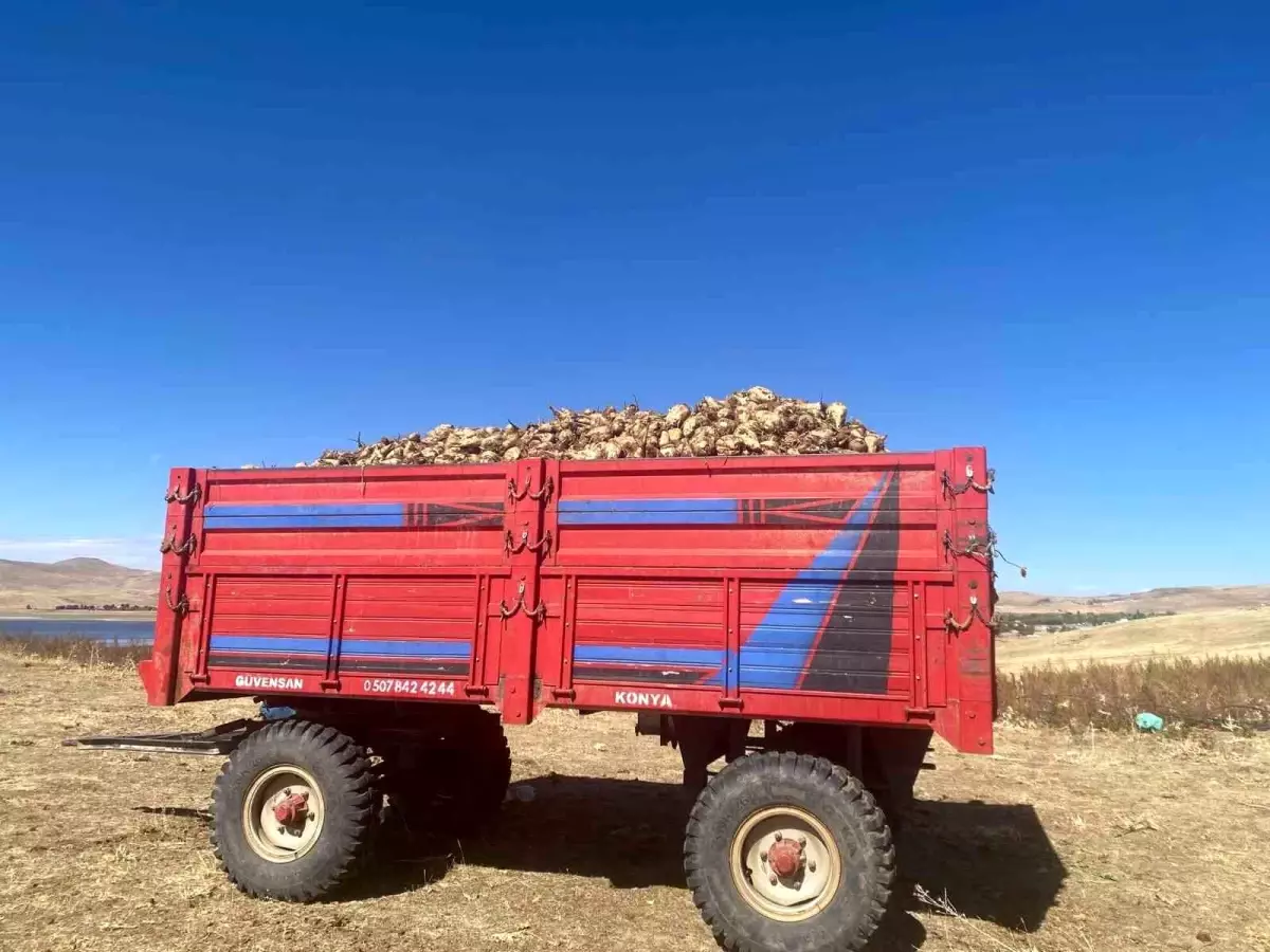 Patnos\'ta Şeker Pancarı Hasadı Başladı