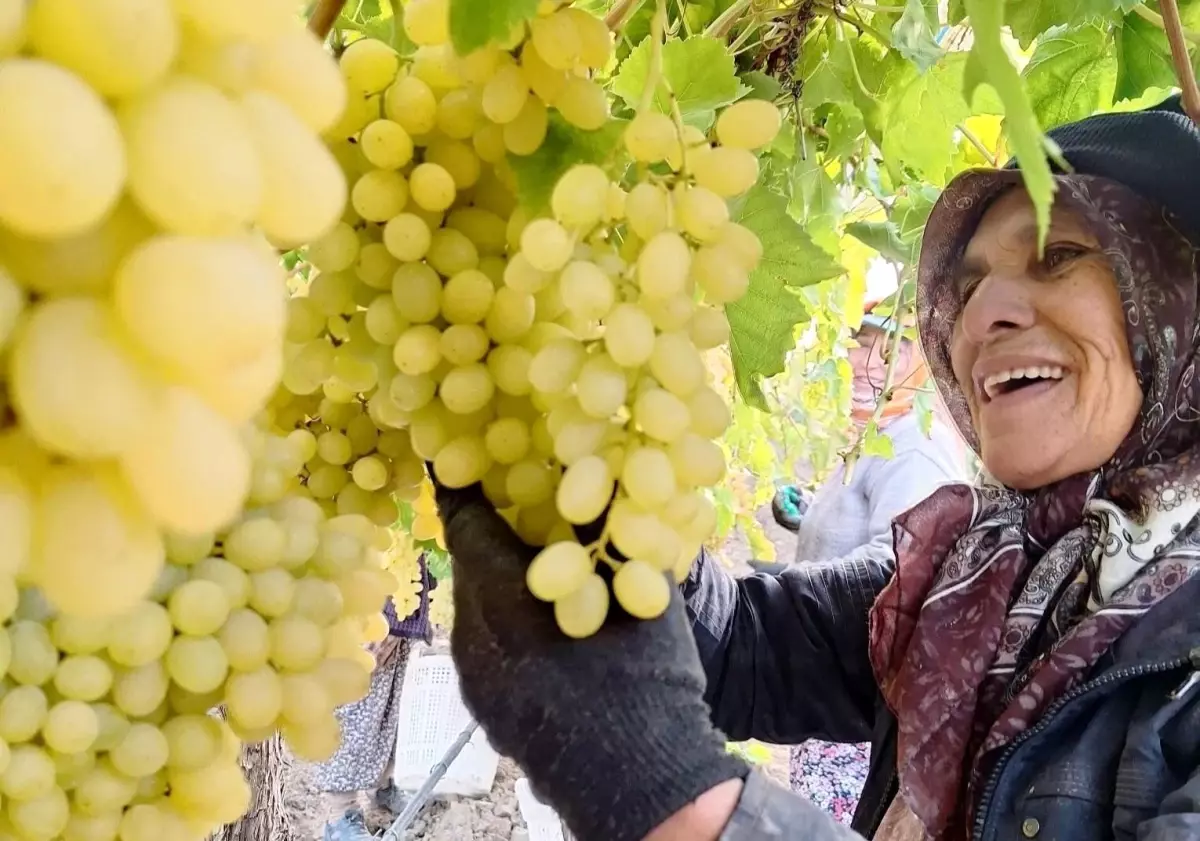 Sarıgöl\'de Üzüm Hasadı Devam Ediyor