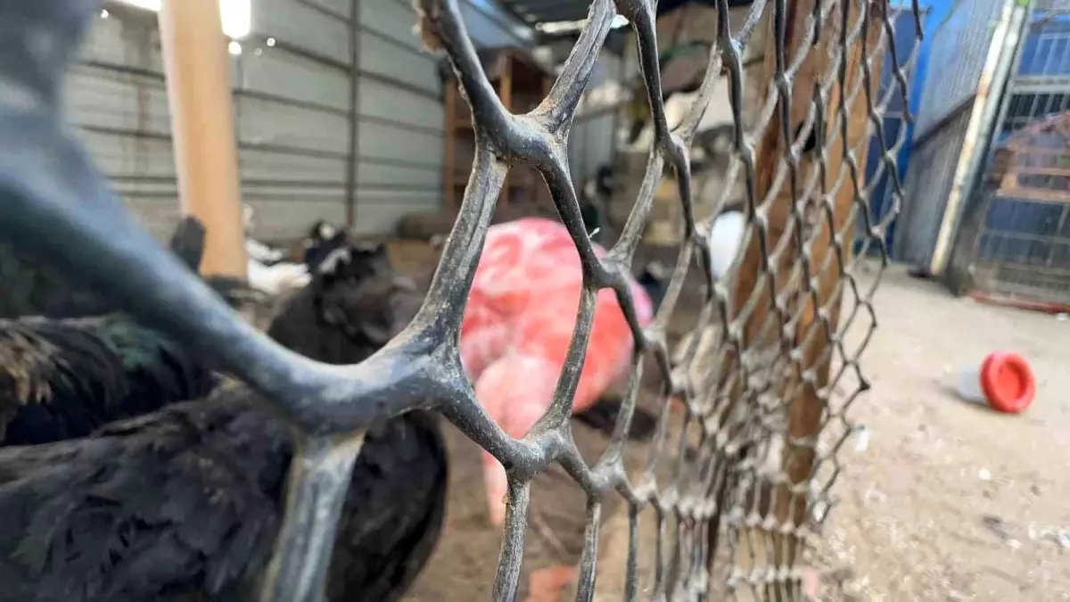 Gazze\'de bir çadır, hayvanat bahçesinin kalan canlarına sığınak oldu