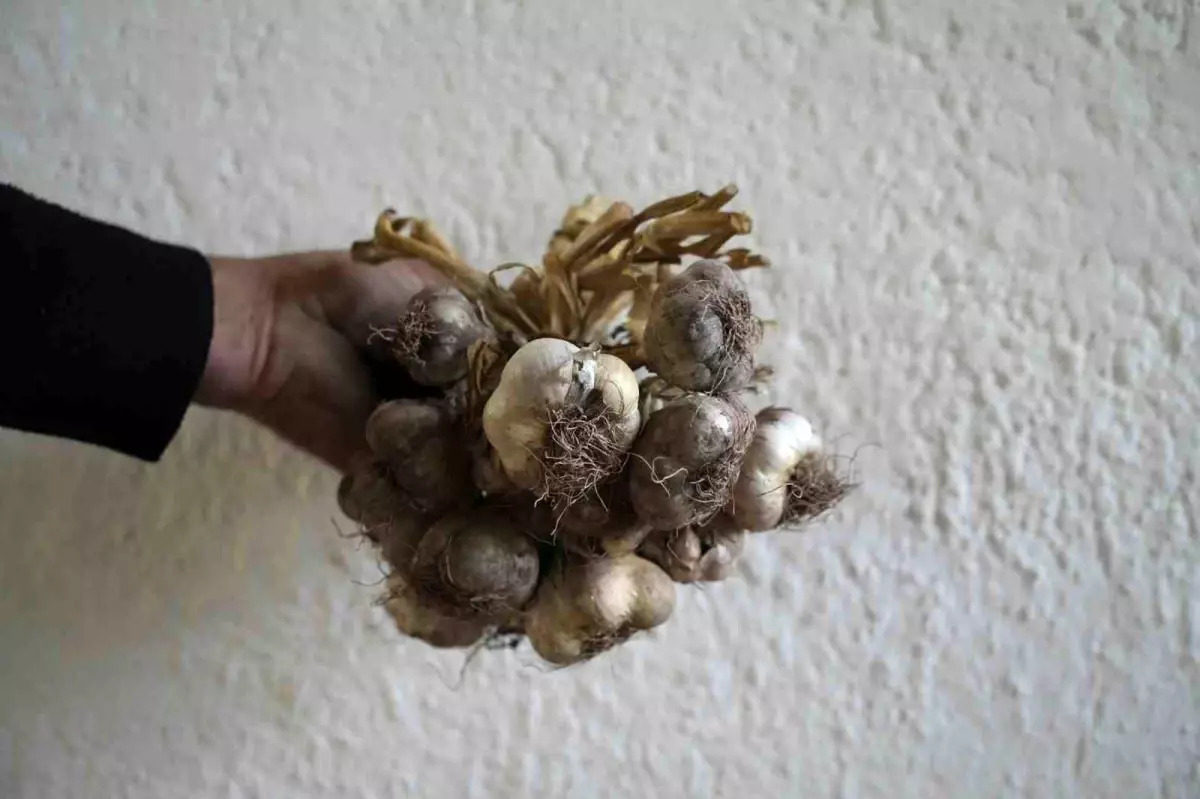 Gümüşhane\'nin Ata Tohumu \'Siyah Sarımsak\' Tescil İçin Başvuruldu