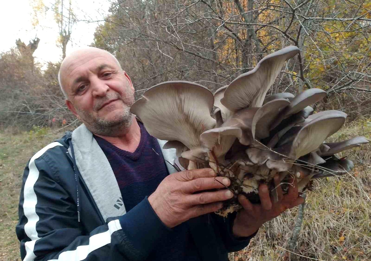 Kanlıca Mantarı Sonbaharda İlgi Görüyor