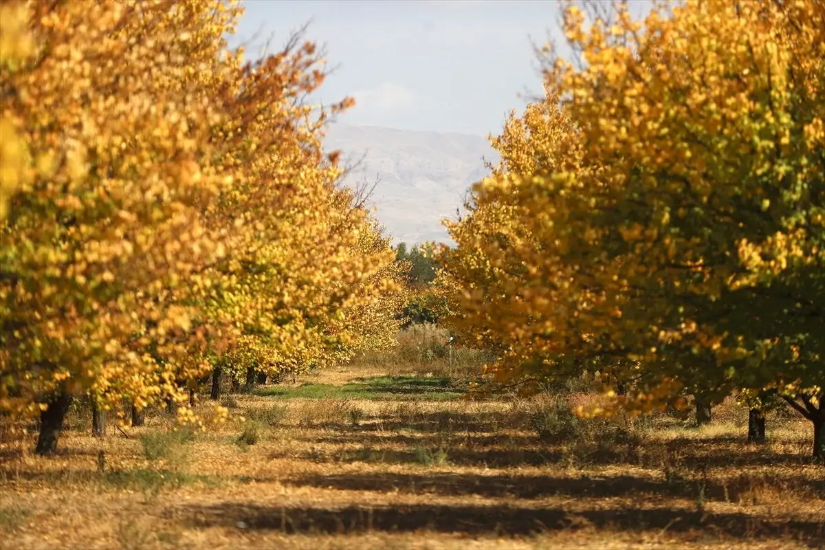 Malatya\'da Sonbahar Renkleri