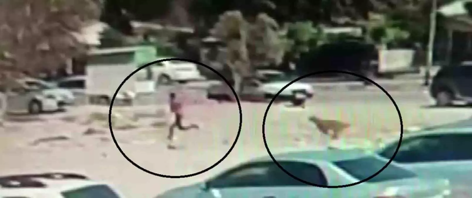 Hassa\'da Başboş Köpekler Vatandaşları Tedirgin Ediyor