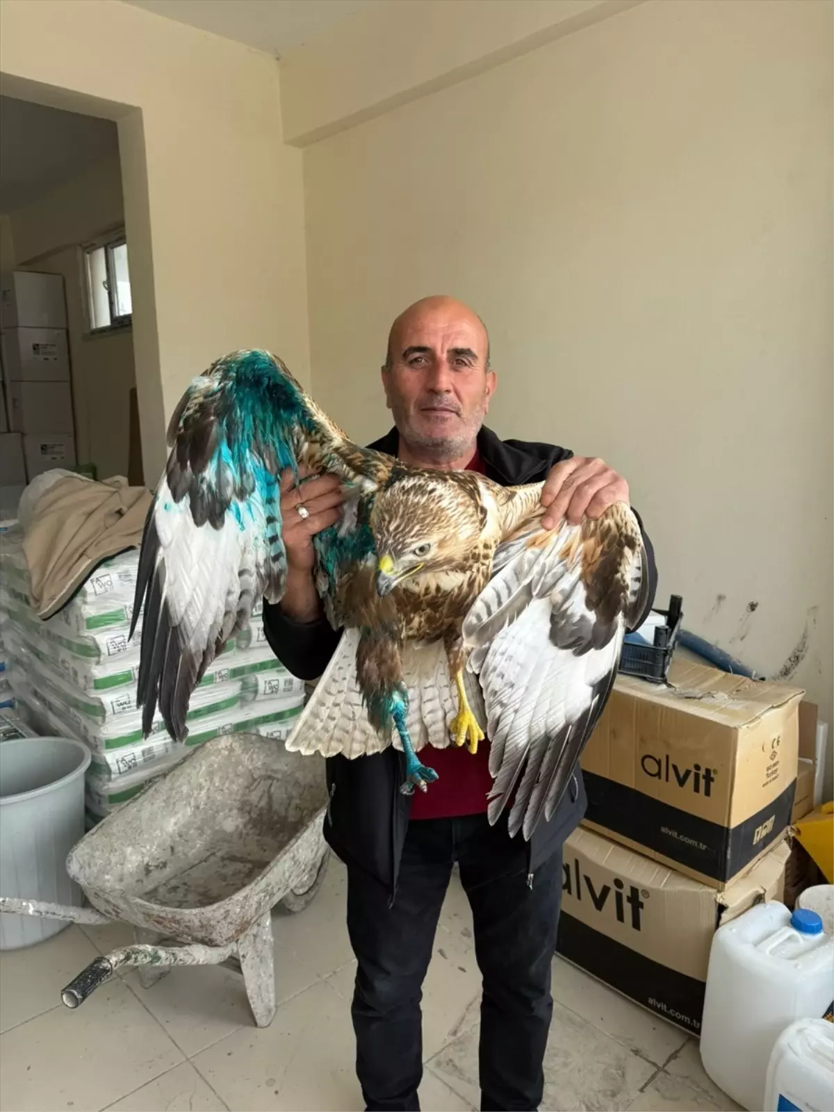 Yaralı Kızıl Şahin Tedavi Altında