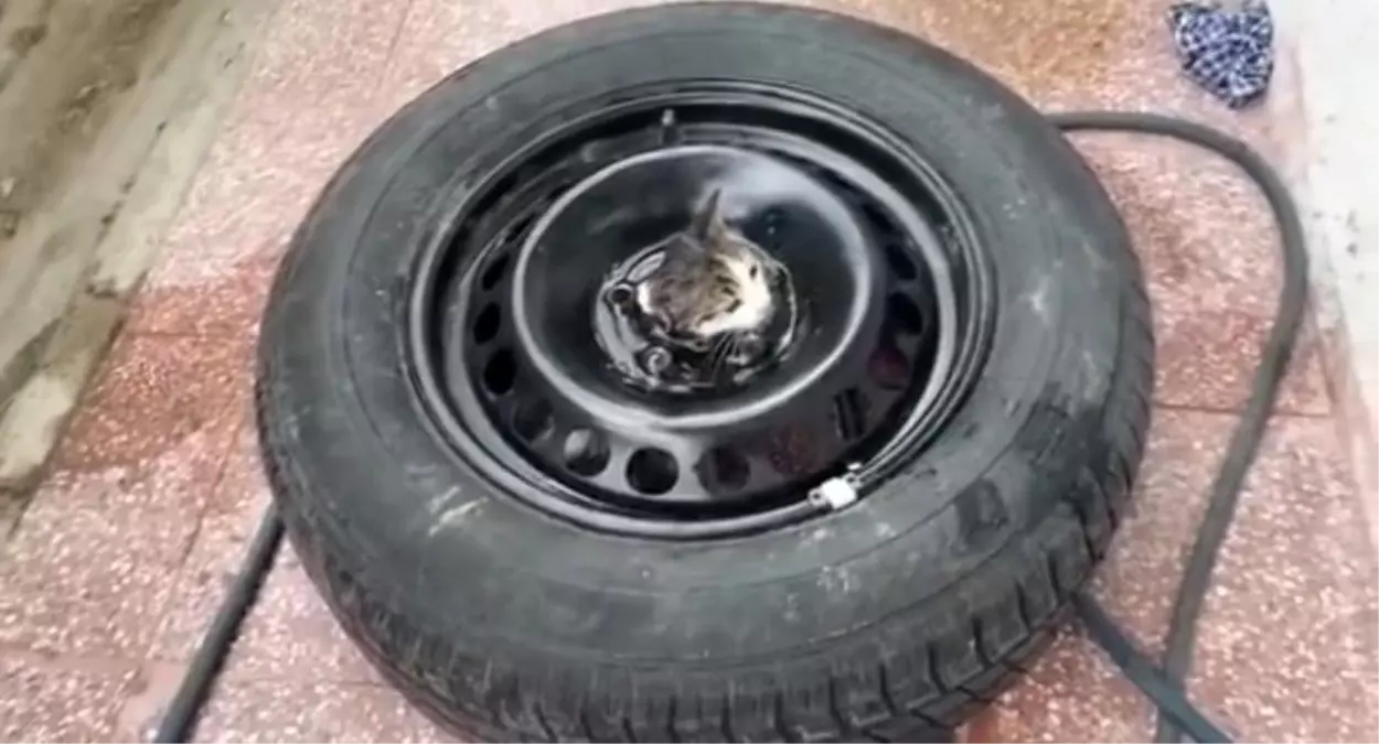 Çankırı\'da Kedi Kurtarıldı