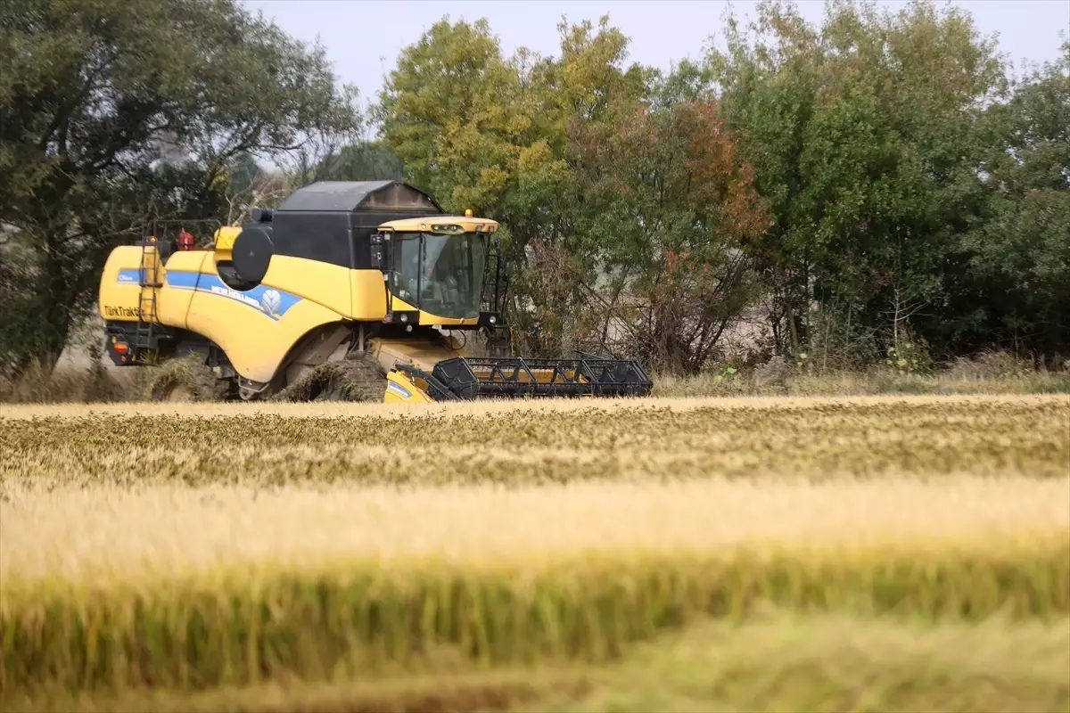 Trakya\'da Çeltik Hasadı Tamamlandı