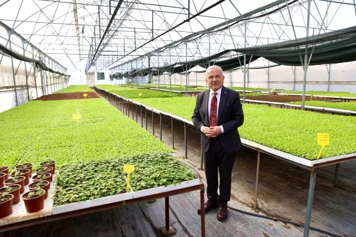 Ordu Büyükşehir Belediyesi\'nden 400 Bin Kışlık Sebze Fidesi Dağıtımı