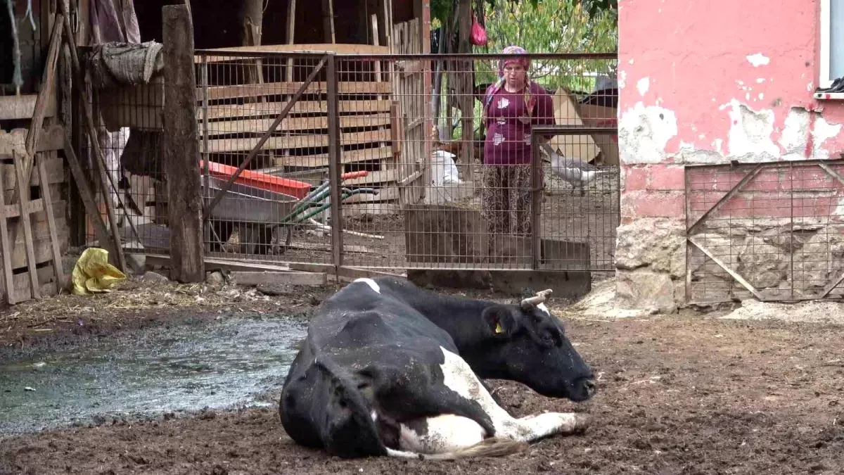 Şap Hastalığı Üreticileri Vurdu