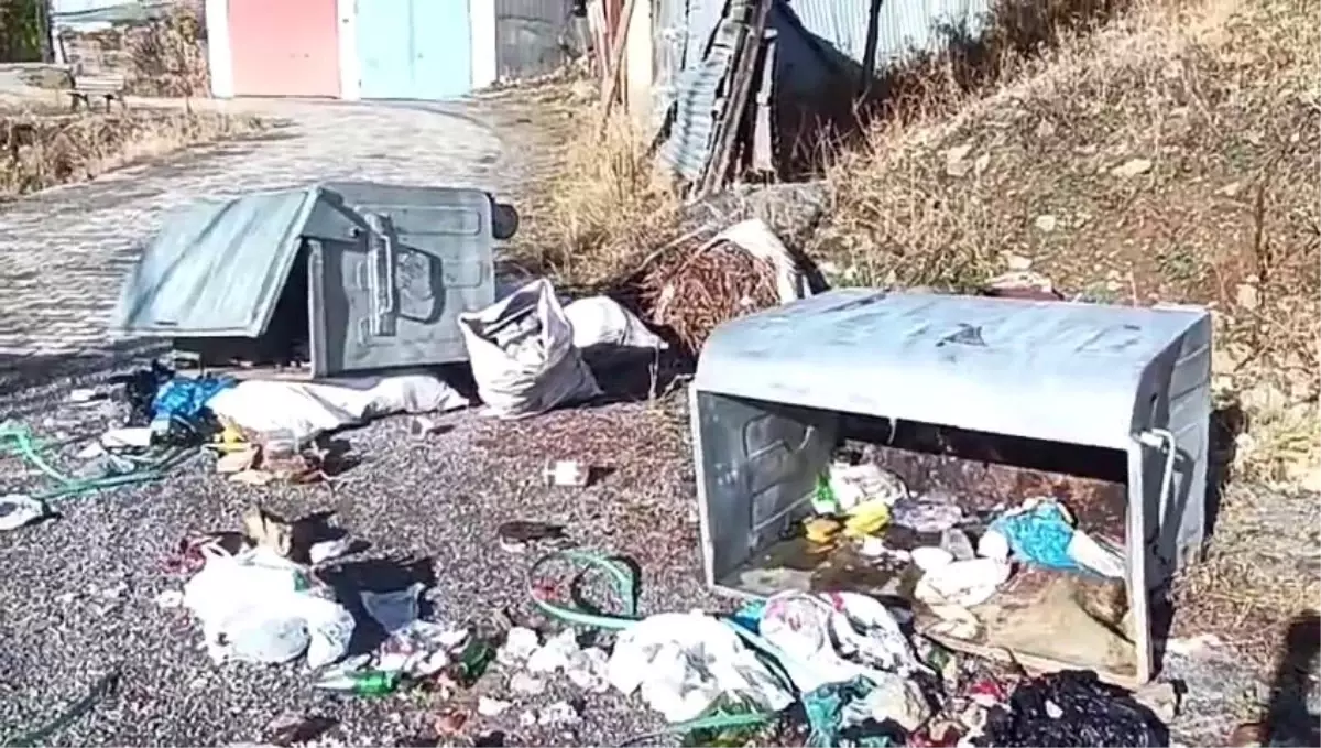 Ayıların Mahalledeki Zararları