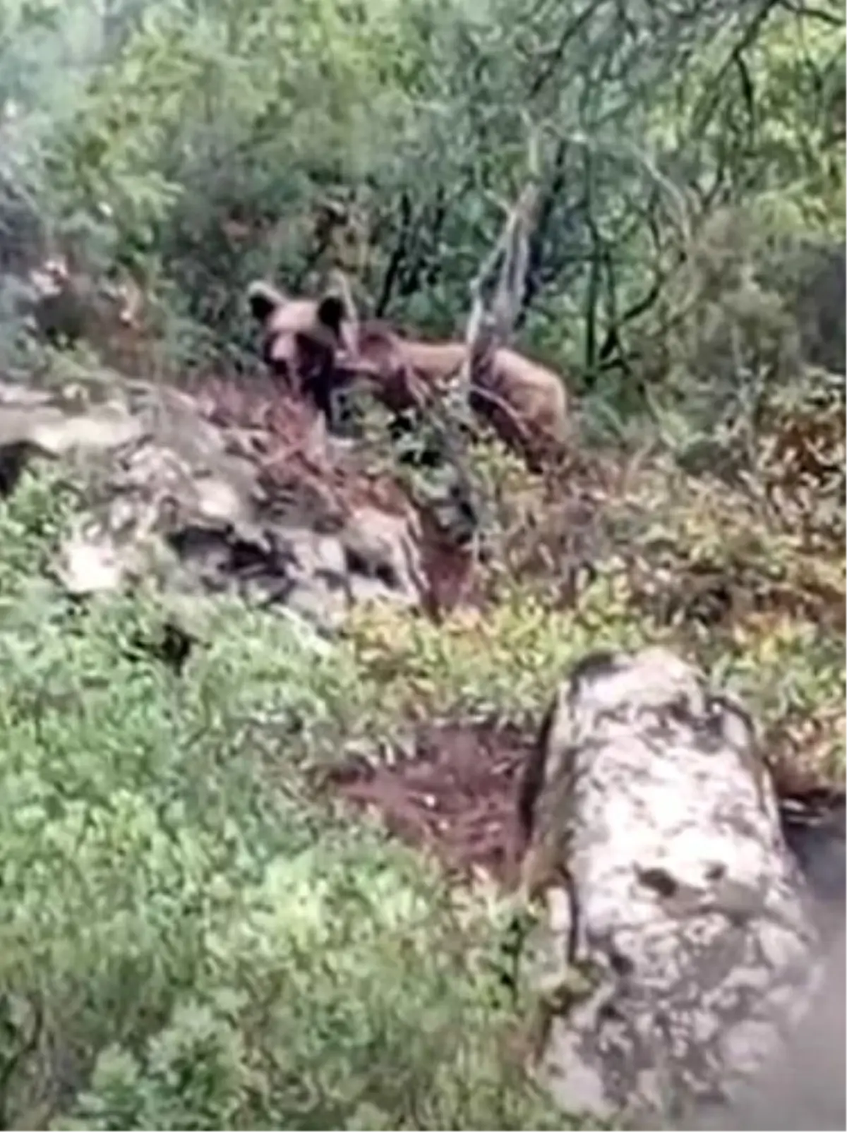 Bursa\'da Ayı Uyarısı