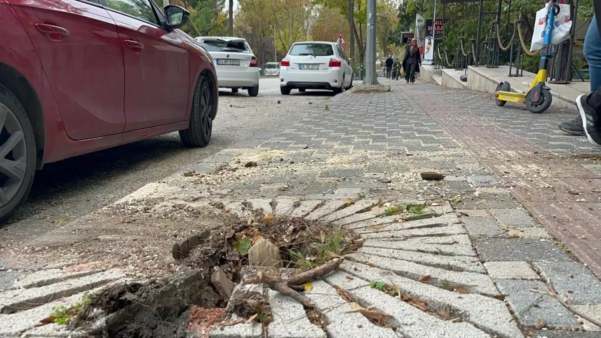 Bursa\'da Lodos Hayatı Olumsuz Etkiliyor