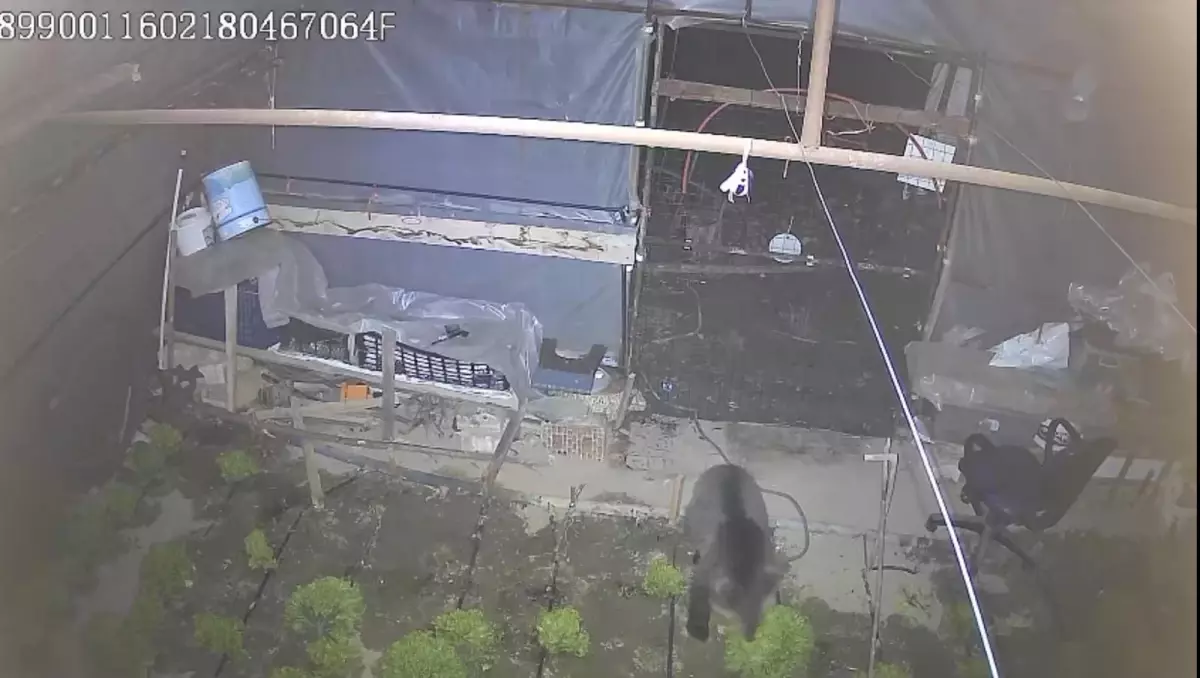 Karabük\'te Yavru Bozayı Seraya Girdi