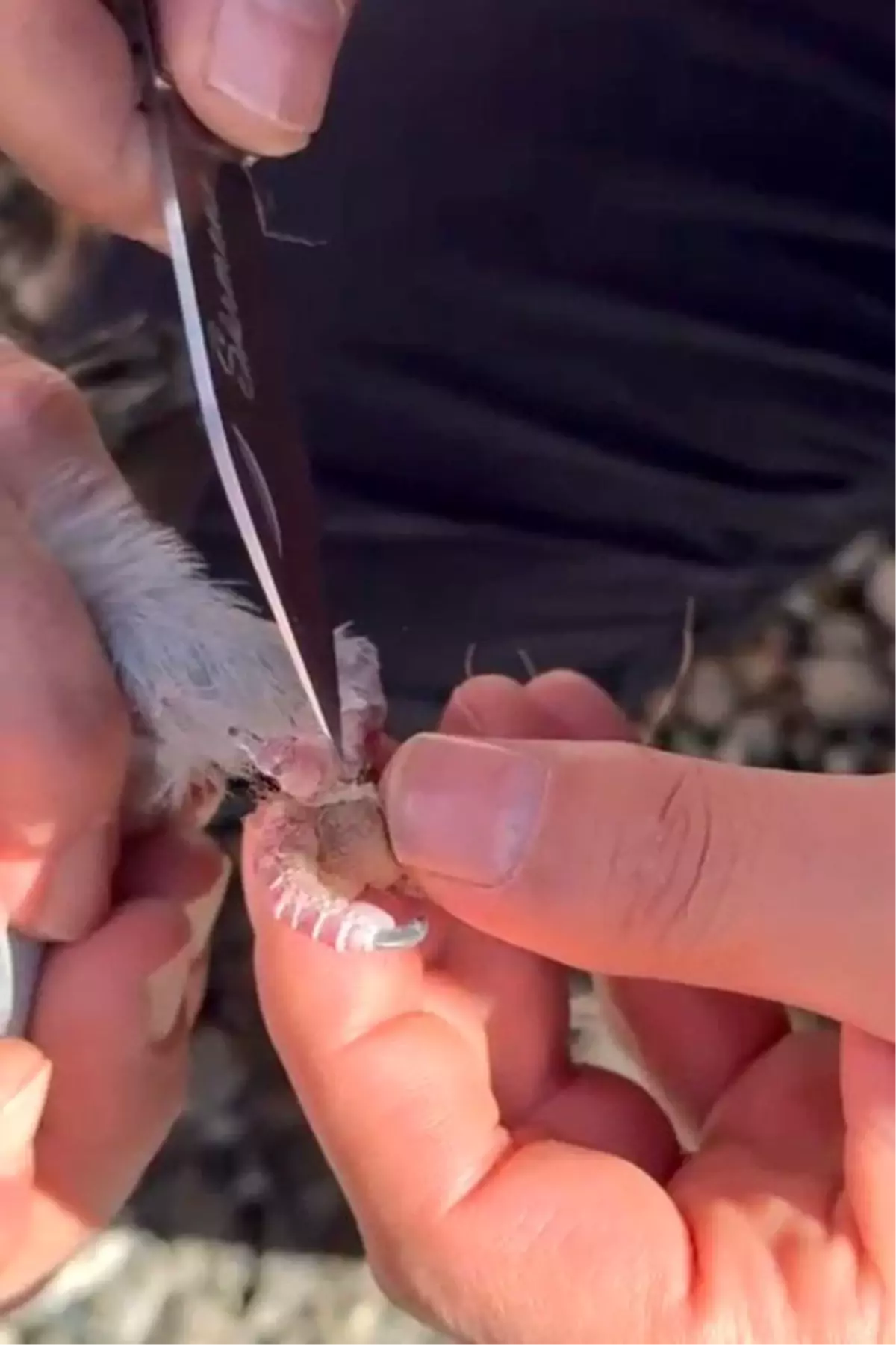 Gümüşhane\'de İpe Dolanan Güvercin İtfaiye Ekipleri Tarafından Kurtarıldı