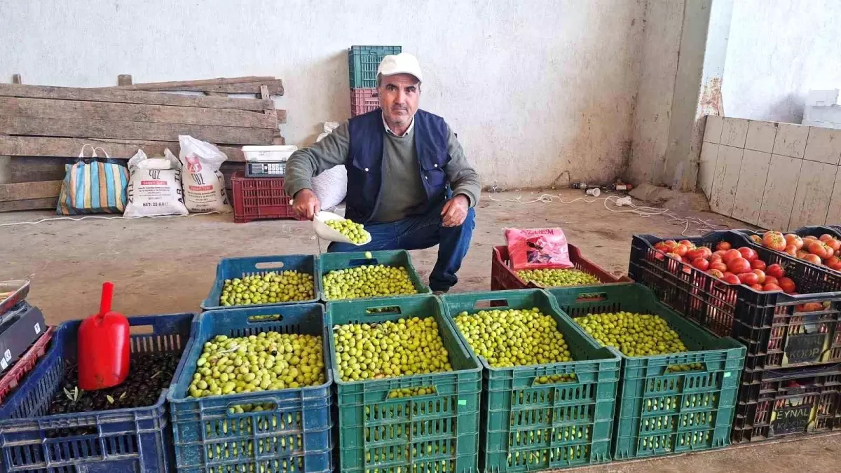 Hisarcık\'ta Zeytin Yapımına İlgi Artıyor