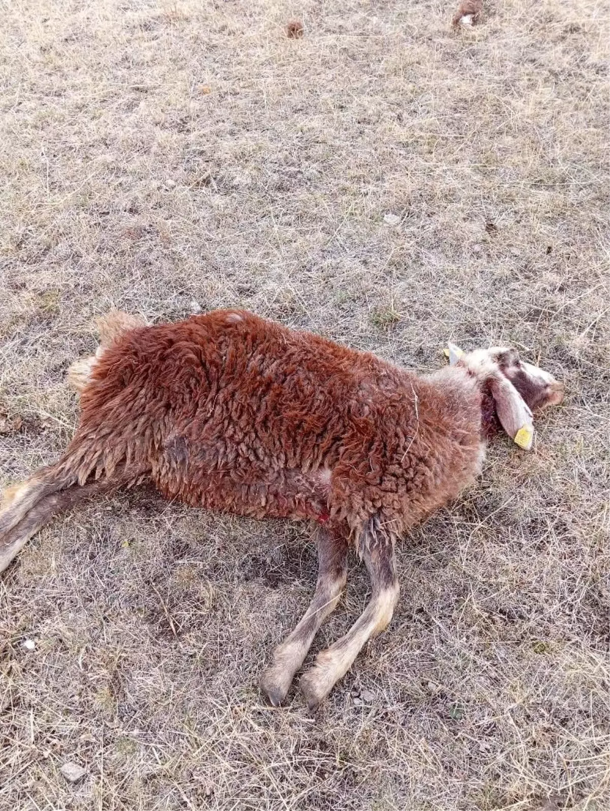 Koyun Sürüsüne Kurt Saldırısı